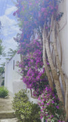 FOLLICARA BOUGANVILLEA